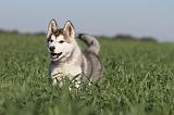 ALASKAN MALAMUTE 167